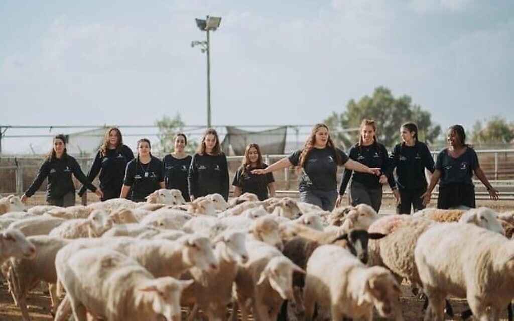 Des filles participant à une année de pré-service militaire au sein de l'organisation HaShomer HaHadash aident à s'occuper du bétail dans les collines du Néguev, 2024. (Crédit : Tair Malka) Des filles participant à une année de pré-service militaire au sein de l'organisation HaShomer HaHadash aident à s'occuper du bétail dans les collines du Néguev, 2024. (Crédit : Tair Malka)