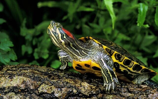 La tortue à oreilles rouges, originaire du sud des États-Unis et de l'extrême nord du Mexique, est devenue envahissante en Israël, selon la dernière Liste rouge des reptiles. (Crédit : slowmotiongli/iStock)