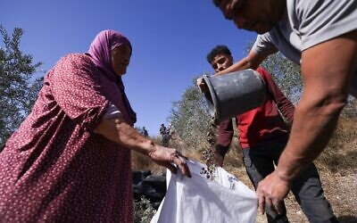Des Palestiniens récoltant des olives, dans le village de Turmus Ayya, en Cisjordanie, à la périphérie de Ramallah, le 20 octobre 2025. (Crédit : Hazem Bader/AFP) Des Palestiniens récoltant des olives, dans le village de Turmus Ayya, en Cisjordanie, à la périphérie de Ramallah, le 20 octobre 2025. (Crédit : Hazem Bader/AFP)