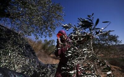 Une Palestinienne récolte des olives dans le village de Turmus Ayya, en Cisjordanie, le 20 octobre 2025. (Crédit : Hazem Bader/AFP)