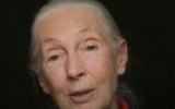 L'éthologue et primatologue Jane Goodall. (Capture d'écran : YouTube)