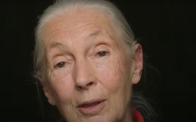 L'éthologue et primatologue Jane Goodall. (Capture d'écran : YouTube)