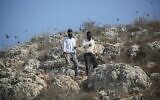Des résidents d'implantations attaquant des Palestiniens venus pour la cueillette des olives dans le village de Beita, au sud de Naplouse, en Cisjordanie, le 8 novembre 2025. (Crédit : Nasser Ishtayeh/Flash90)