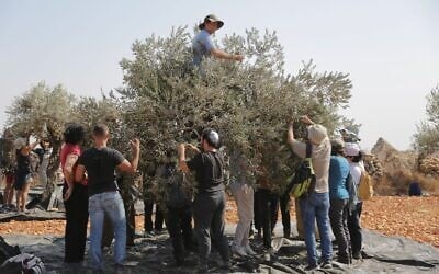 Des militants de l'organisation Rabbis for Human Rights aideat des oléiculteurs palestiniens à récolter leurs olives, en Cisjordanie, en octobre 2025. (Crédit : Rabbis for Human Rights)