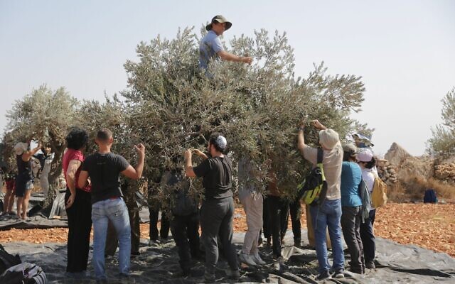 Des militants de l'organisation Rabbis for Human Rights aideat des oléiculteurs palestiniens à récolter leurs olives, en Cisjordanie, en octobre 2025. (Crédit : Rabbis for Human Rights) Des militants de l'organisation Rabbis for Human Rights aideat des oléiculteurs palestiniens à récolter leurs olives, en Cisjordanie, en octobre 2025. (Crédit : Rabbis for Human Rights)