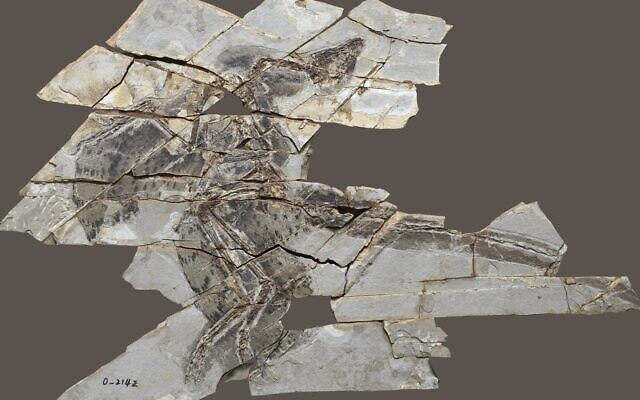 Des fossiles d'Anchiornis vieux de 160 millions d'années. (Crédit : Université de Tel Aviv)