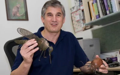 Le professeur Gad Baneth, de la Faculté de médecine vétérinaire Koret, de la Faculté d'agriculture, de l'alimentation et de l'environnement de l'Université hébraïque de Jérusalem et du laboratoire d'entomologie du ministère de la Santé, tient un moustique dans sa main droite et une tique dans sa main gauche. (Avec l'aimable autorisation de l'Université hébraïque de Jérusalem)