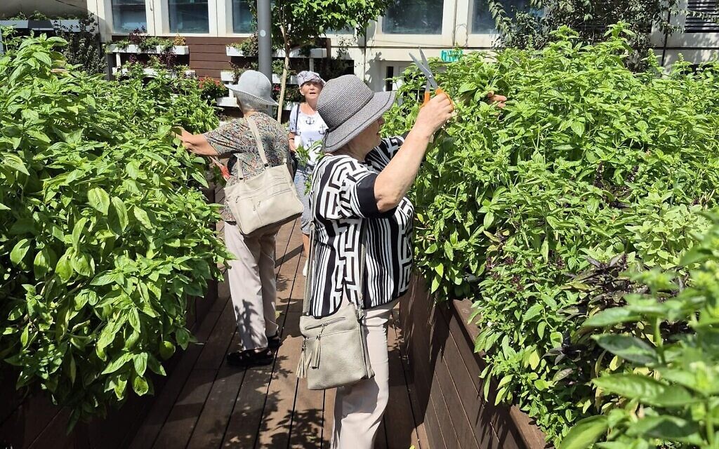 Des visiteurs cueillent des légumes au jardin Azrieli à Tel Aviv (Autorisation : l'Association for Urban Farming)