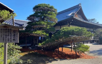 Les arbres du temple bouddhiste Kinkaku-ji sont étayés pour éviter qu'ils ne s'abiment, à Kyoto, au Japon (David Horovitz / Times of Israel) Les arbres du temple bouddhiste Kinkaku-ji sont étayés pour éviter qu'ils ne s'abiment, à Kyoto, au Japon (David Horovitz / Times of Israel)