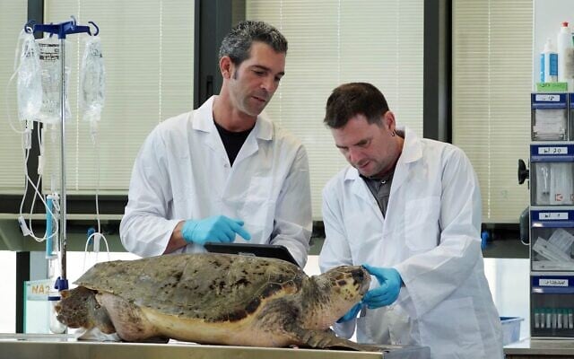 Yaniv Levy (à droite), directeur du Centre national de sauvetage des tortues marines, situé à Yannaï, dans le centre d'Israël, vérifie la santé d'une tortue caouanne, aidé par Guy Ivgy, membre du personnel, sur une photo non datée. (Crédit : Erez Ehrlichman, Autorité israélienne de la nature et des parcs)