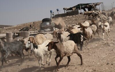 Illustration : Des chèvres et des moutons courent vers leurs abreuvoirs dans un hameau des collines du sud d'Hébron, en Cisjordanie, le 17 mai 2024. (Crédit : Maya Alleruzzo/AP)