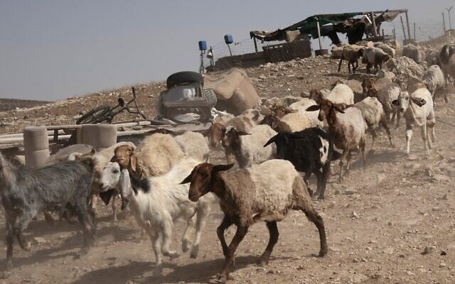 Illustration : Des chèvres et des moutons courent vers leurs abreuvoirs dans un hameau des collines du sud d'Hébron, en Cisjordanie, le 17 mai 2024. (Crédit : Maya Alleruzzo/AP)