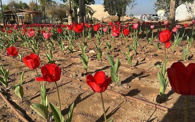 Des tulipes hollandaises égayant le complexe de l'Autorité régionale de Sdot Negev. (Crédit : Autorité Tekuma)