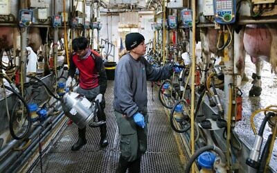 Des ouvriers traient des vaches au kibboutz Ginosar, dans le nord d'Israël, le 3 février 2026. (Crédit : Michael Giladi/Flash90)