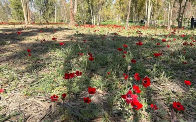 Des champs d’anémones rouges dans la forêt de Shokeda, le 20 février 2026 (Crédit : Jessica Steinberg/Times of Israel)