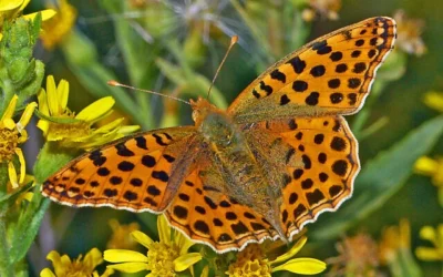 Une reine d'Espagne fritillaire. (Hectonichus, CC BY-SA 4.0, Wikimedia Commons)