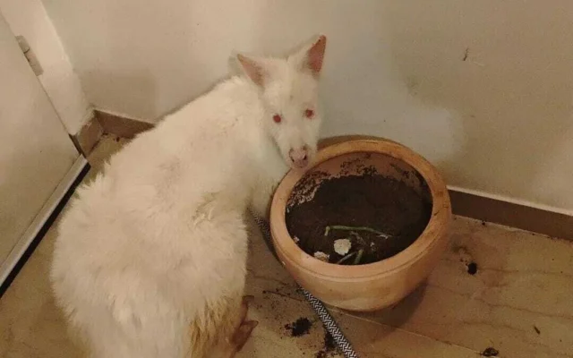 Un wallaby albinos volé au zoo Gan Garoo de Beit Shean, puis retrouvé par la police dans un appartement de Tel Aviv le 5 février 2026. (Crédit : Police israélienne) Un wallaby albinos volé au zoo Gan Garoo de Beit Shean, puis retrouvé par la police dans un appartement de Tel Aviv le 5 février 2026. (Crédit : Police israélienne)