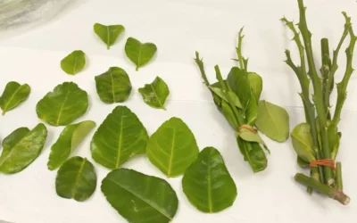 Des feuilles de citronnier saisies par les douaniers à l'aéroport Ben Gourion présentant des signes d'infection par la maladie du verdissement, 10 février 2026. (Crédit Ministère de l'Agriculture)