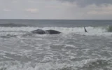 La carcasse d'un cachalot sur la plage de Zikim, dans le sud d'Israël, le 24 février 2026. (Crédit: Eviatar Ben Avi, Autorité israélienne de la nature et des parcs)