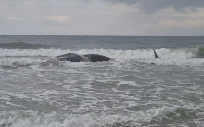 La carcasse d'un cachalot sur la plage de Zikim, dans le sud d'Israël, le 24 février 2026. (Crédit: Eviatar Ben Avi, Autorité israélienne de la nature et des parcs)