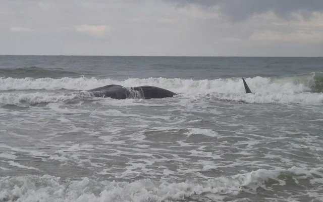 La carcasse d'un cachalot sur la plage de Zikim, dans le sud d'Israël, le 24 février 2026. (Crédit: Eviatar Ben Avi, Autorité israélienne de la nature et des parcs)