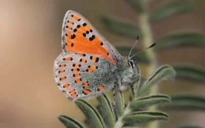 Un papillon levantin du printemps cuivré. (Gilad Weill/Autorité israélienne de la nature et des parcs)