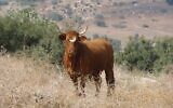 Un taureau dans les collines de la Basse Galilée, dans le nord d'Israël. (Crédit : Yair Haklai, CC BY-SA 3.0, Wikimedia Commons)