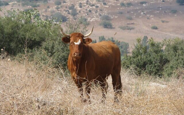 Un taureau dans les collines de la Basse Galilée, dans le nord d'Israël. (Crédit : Yair Haklai, CC BY-SA 3.0, Wikimedia Commons) Un taureau dans les collines de la Basse Galilée, dans le nord d'Israël. (Crédit : Yair Haklai, CC BY-SA 3.0, Wikimedia Commons)