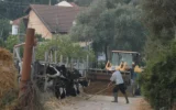 Des ouvriers agricoles travaillent dans une ferme de Galilée. (Yossi Zamir /Flash90)