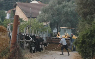 Des ouvriers agricoles travaillent dans une ferme de Galilée. (Yossi Zamir /Flash90)
