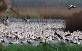 Des cigognes blanches au parc du lac Hula, dans le nord d'Israël, le 8 mars 2026. (Crédit : Inbar Shlomit Rubin)