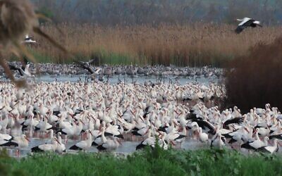 Des cigognes blanches au parc du lac Hula, dans le nord d'Israël, le 8 mars 2026. (Crédit : Inbar Shlomit Rubin)