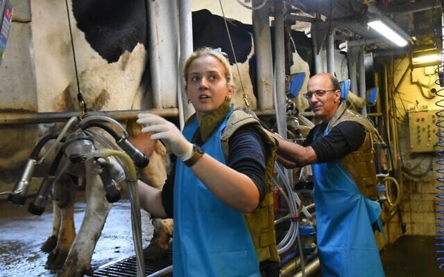 Vêtus de gilets pare-balles, les travailleurs de la ferme laitière du kibboutz Amir, près de la frontière nord, continuent de traire les vaches pendant la guerre en cours contre l'Iran, en mars 2026. (Crédit : Conseil laitier) Vêtus de gilets pare-balles, les travailleurs de la ferme laitière du kibboutz Amir, près de la frontière nord, continuent de traire les vaches pendant la guerre en cours contre l'Iran, en mars 2026. (Crédit : Conseil laitier)