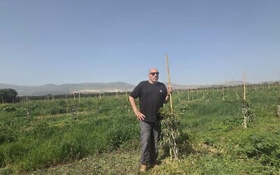 Ofer Moskovitz se tient dans son verger d'avocatiers le 12 mars 2026, face à la frontière avec le Liban. (Crédit : Autorisation)
