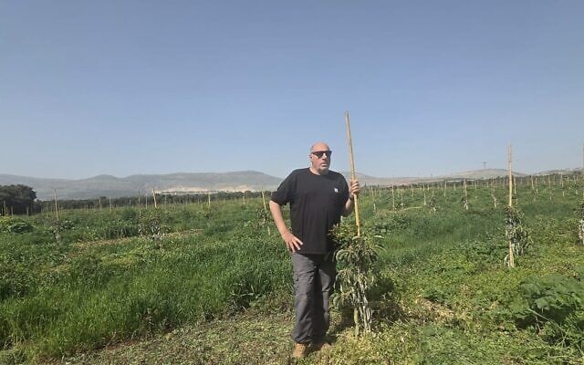 Ofer Moskovitz se tient dans son verger d'avocatiers le 12 mars 2026, face à la frontière avec le Liban. (Crédit : Autorisation)