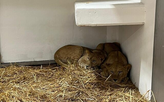 Des lions se reposent après leur arrivée au zoo éducatif Louis Ariel Goldschmidt de Haïfa, le 26 mars 2026. (Autorisation)