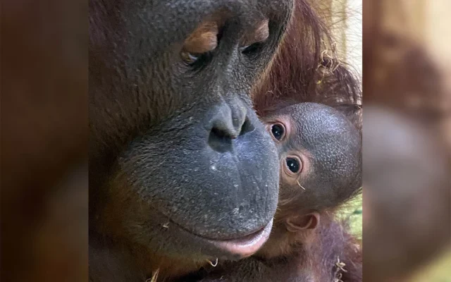 L’orang-outan Soga câline le nouveau-né Cahaya au Zoo biblique de Jérusalem. (Crédit : Yaron Cassuto Magen)
