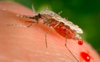 Cette photo d'archive fournie par les Centers for Disease Control and Prevention des États-Unis montre une femelle moustique en train de se nourrir grâce à son abrum acéré, en forme d'aiguille. (James Gathany/CDC via AP)