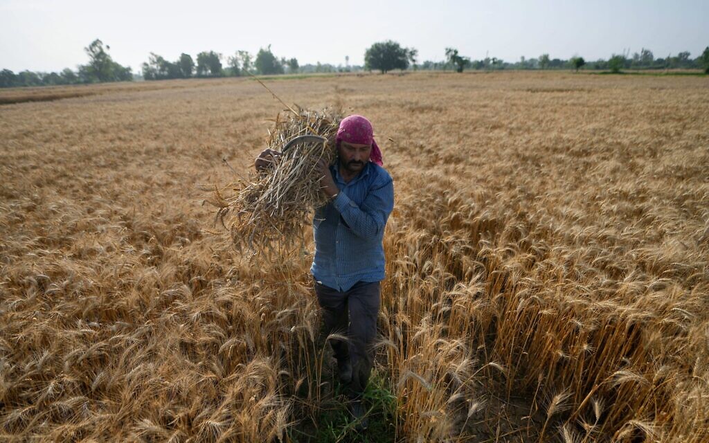 Un agriculteur transporte du blé après l'avoir récolté en périphérie de Jammu, en Inde, le 25 avril 2026. (Crédit : AP Photo/Channi Anand)