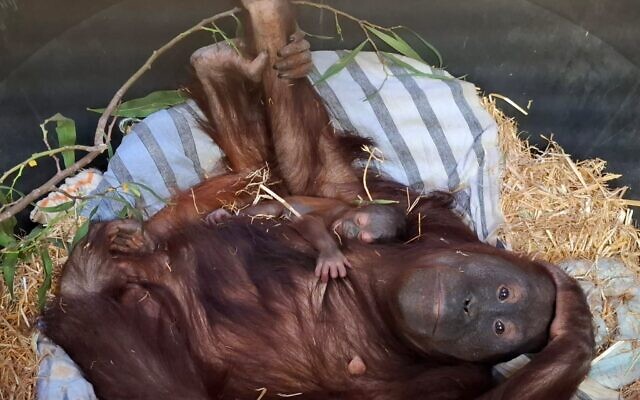 Soga avec son bébé Cahaya dans son nid au Zoo biblique de Jérusalem. (Crédit : Yaron Cassuto Magen)