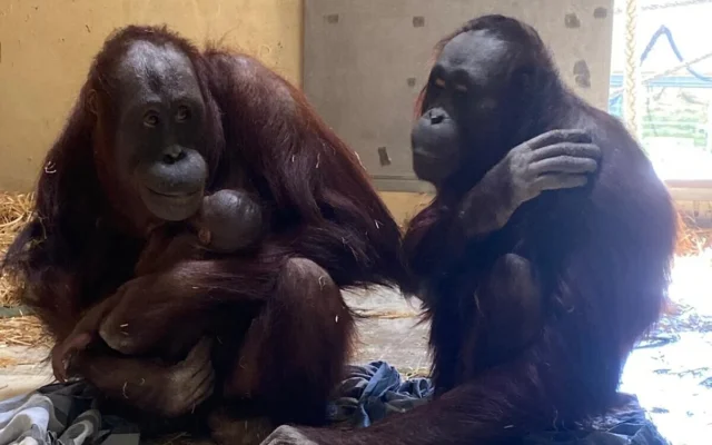 Soga (à gauche) câline son nouveau-né sous le regard de Sinta, dans l’enclos des orangs-outans du Zoo biblique de Jérusalem. (Crédit : Yaron Cassuto Magen)