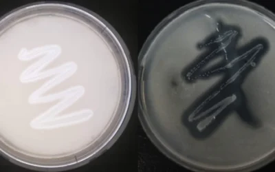 Illustration : Souches de B. paralicheniformis observées sur lait écrémé (à gauche) et sur gélose à la gélose. (CC-BY ; Saniya Aktayeva, Bekbolat Khassenov dans Scientific Reports)