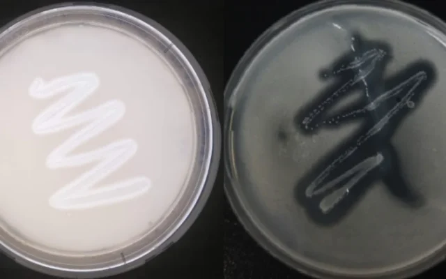 Illustration : Souches de B. paralicheniformis observées sur lait écrémé (à gauche) et sur gélose à la gélose. (CC-BY ; Saniya Aktayeva, Bekbolat Khassenov dans Scientific Reports)