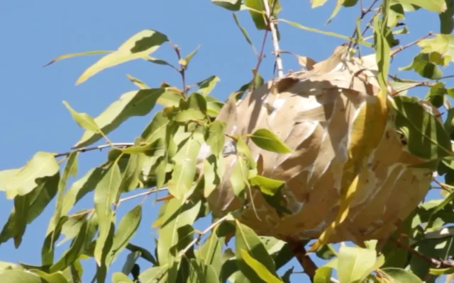 Les fourmis tisserandes font leur nid dans certains arbres, comme les eucalyptus, comme le montre cette photographie. (Capture d'écran YouTube/Jordan Dean). Les fourmis tisserandes font leur nid dans certains arbres, comme les eucalyptus, comme le montre cette photographie. (Capture d'écran YouTube/Jordan Dean).