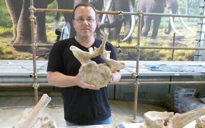 Sur cette photo non datée, le professeur Ran Barkai, de l'université de Tel Aviv, tient un fragment d'un éléphant préhistorique sur le site de La Polledrara, en Italie. (Crédit : Université de Tel Aviv) Sur cette photo non datée, le professeur Ran Barkai, de l'université de Tel Aviv, tient un fragment d'un éléphant préhistorique sur le site de La Polledrara, en Italie. (Crédit : Université de Tel Aviv)