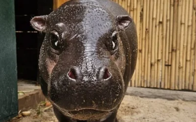 La toute nouvelle hippopotame pygmée du Hai Park de Kiryat Motzkin, dans le nord d'Israël, le 16 avril 2026 (Saguy Peretz)