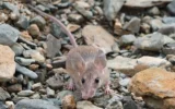 Une souris épineuse. (Crédit : Broobas, CC BY-SA 4.0, Wikimedia Commons)