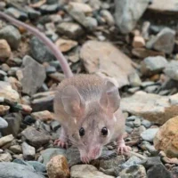 Une souris épineuse. (Crédit : Broobas, CC BY-SA 4.0, Wikimedia Commons)