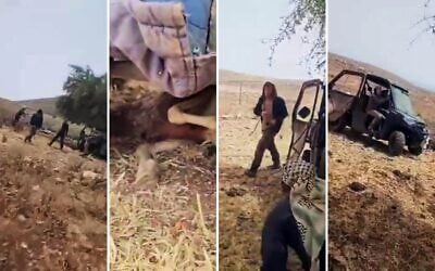 Un quad conduit par un résident d'implantation écrasant des moutons, dans la région de Khirbet al-Tawil, près de Naplouse, en Cisjordanie, le 17 mai 2026. (Crédit : Capture d'écran/X ; utilisées conformément à l'article 27a de la loi sur le droit d'auteur)