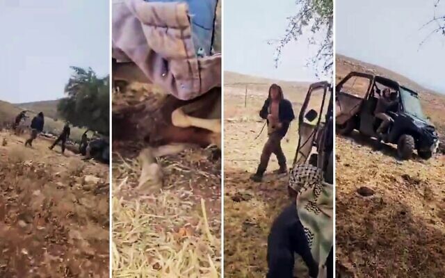 Un quad conduit par un résident d'implantation écrasant des moutons, dans la région de Khirbet al-Tawil, près de Naplouse, en Cisjordanie, le 17 mai 2026. (Crédit : Capture d'écran/X ; utilisées conformément à l'article 27a de la loi sur le droit d'auteur)
